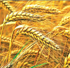 Wheat